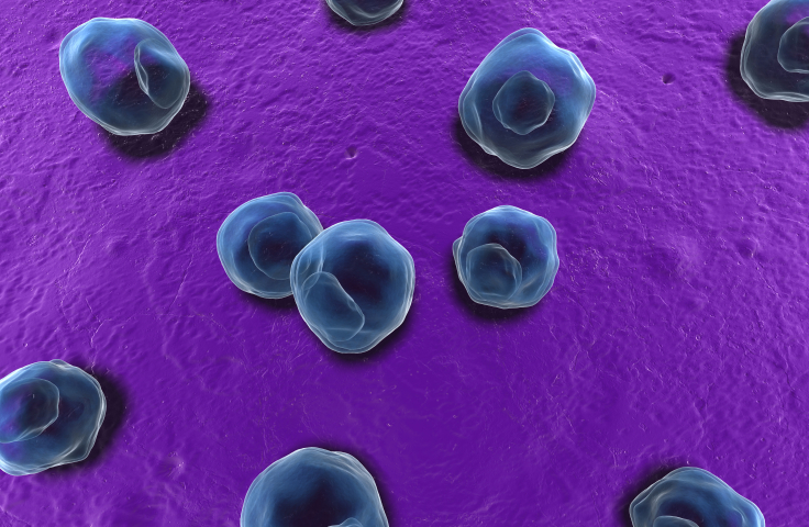 Generated illustration of chlamydia cells. Credit: AdobeStock
