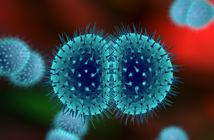 Generated illustration of gonorrhoea cells. Credit: AdobeStock